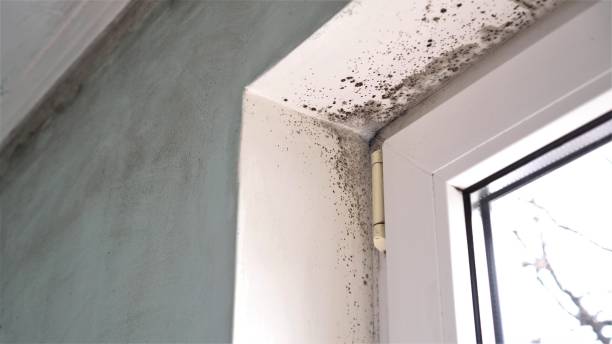 Best Mold Remediation for Healthcare Facilities  in Camp Hill, AL