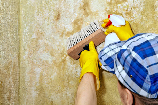 Trusted Camp Hill, AL Mold Removal Experts