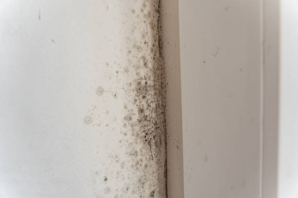 Best Emergency Mold Remediation  in Camp Hill, AL