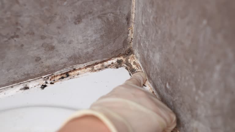 Best Attic Mold Removal  in Camp Hill, AL